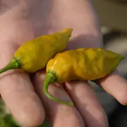 Chilli - Monkey Face Orange seeds