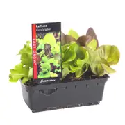 Lettuce Combination Punnet - Lactuca sativa