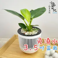 在飛比找蝦皮商城優惠-【小品文化】鉑金鑽綠蔓絨【現貨】3.5吋條紋免澆水盆栽 室內