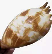 Large Melo Amphora Bailer Sea Shell