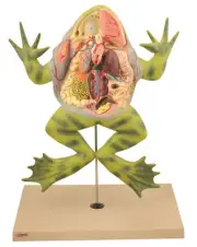 Eisco Labs Frog Dissection Model with open back (Bull Frog); on stand