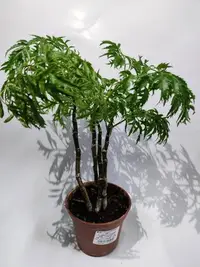 在飛比找Yahoo!奇摩拍賣優惠-觀葉植物 福祿桐 富貴樹 樹苗 觀賞植物 尺寸：高約20cm