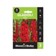 Bloomin' Bulbs Gladioli Red Bulbs - 3 Pack