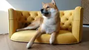 Luxury dog bed, waterproof dog bed, dog sofa bed Vintage style