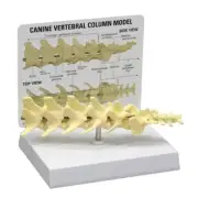 Canine Vertebrae 5pc GPI Anatomy Model wKey LFA#9080 Make Us An Offer! SEE VIDEO