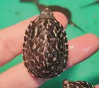 在飛比找Yahoo!奇摩拍賣優惠-墨西哥蛋龜 墨蛋 澤龜 水龜
