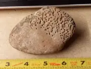 CYCAD FOSSIL Found In Topock Arizona Rock Stone Mineral Lapidary 2