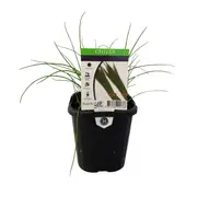 95mm Chives - Allium schoenoprasum