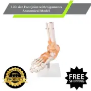 life size foot joint with ligaments anatomical model