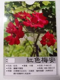 在飛比找Yahoo奇摩拍賣-7-11運費0元優惠優惠-花花世界_玫瑰苗--紅色梅安--7吋盆/高30-50公分/M