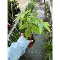 在飛比找蝦皮購物優惠-鍾美Fh搖錢樹/馬拉巴栗3吋一棵50