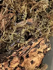 (20 for $18.00) Isopods, Armadillidium vulgare, LIVE bioactive cleanup crew.
