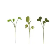 Micropod Seedmat Mix Pack 2 - 12 Seed Mats - Pak Choi - Broccoli - Mustard