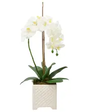 Creative Displays Elegant Orchid And Bamboo in Square Pot