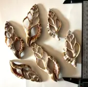 6 Sliced Conch Large Seashells -Shell Crafts Display Projects, 3-4" Gorgeous