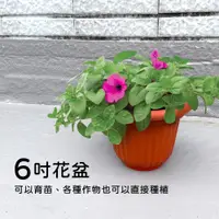 在飛比找PChome24h購物優惠-雅美花盆/盆栽/-6吋(3入組)