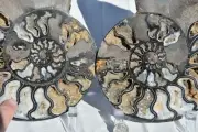 Large Fossil Ammonite Pair Great Crystals XXLarge Fossil 7.5" 190mm 31371ou