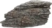 BELLIFFY Dinosaur Trilobite Resin Decor Paleontological Specimen for Decorative Science Display