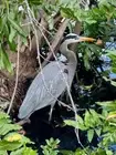 18" X 24" GREAT BLUE HERON CANVAS PHOTOGRAPHIC PRINT