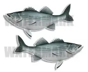 Striped Bass Decals Fish Stickers Tackle Box RV Truck Trailer AFP-0124v2