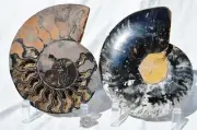 Large Black Ammonite Pair Crystals 110myo Dinosaur age Fossil 160mm 6.3" 9543cc