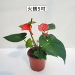 【GARDENERS】火鶴 5吋觀葉-1入(室內植物/綠化植物/觀葉植物)