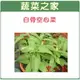 【蔬菜之家】A24.空心菜種子 (白骨種蕹菜)(共有2種包裝可選)