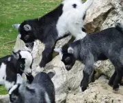 BABY GOAT KIDS BLACK AND WHITE COMPUTER MOUSE PAD 9 X 7