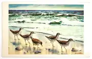 Postcard Sandpipers by Gene Klebe Artist Signed Beach Sea Shells