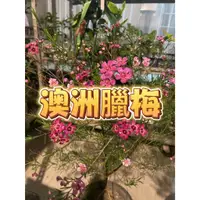 在飛比找蝦皮購物優惠-花幫派_季節花卉植物—澳洲蠟梅--桃金孃科~生長速度快/