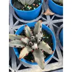 🌵多肉植物、仙人掌🌵【 熊貓兔🐰 】3吋盆