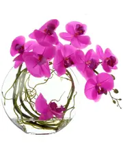 Creative Displays Orchid Arranged in Glass Vase with Vines