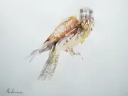 Falcon, Birds, Watercolor artwork, Handmade, Original painting on paper