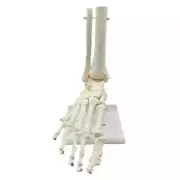 1:1 Human Skeleton Foot Anatomy Model Foot and Ankle with Anatomical Model New