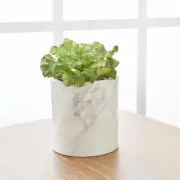 Potted Faux Succulent Size 9X9X18cm by MyHouse