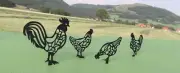 Metal Chickens and Rooster Yard Art, Chicken Decoration, Steel Chicken Flock Act