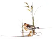 Bovano - Wall Sculpture - Sandpiper Looking Forward w/ Sea Oats