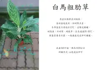 在飛比找Yahoo!奇摩拍賣優惠-心栽花坊-白馬粗肋草/粗勒草/6吋盆/觀葉植物/室內植物/售