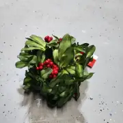 6 pcs Ganz Kissing Krystals Acrylic Small Mistletoe Kiss Ball 7" Ornament $60