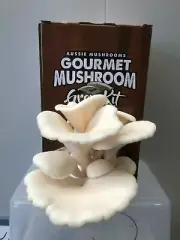 White Oyster Mushroom Grow Kit - Pleurotus Ostreatus