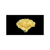 在飛比找PChome商店街優惠-SD,HD,2K,4K,影片素材:71202 康乃馨 黃色花