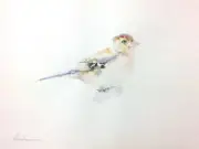 Brambling Sparrow, Birds, Watercolor artwork,Handmade,Original painting on paper