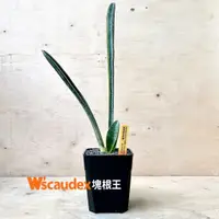 在飛比找蝦皮購物優惠-多肉植物 Sansevieria hallii varieg