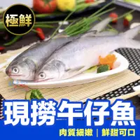 在飛比找蝦皮購物優惠-午仔魚 正野生午仔魚 2尾 500g 1尾400g/非冷凍魚