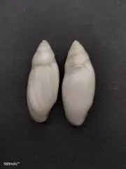 2 x Ellobium aurisjudae land snails. Sea shell. home collectors #8109