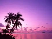 V5577 Purple Sunset Tropical Beach Palm Trees Nature Decor WALL POSTER PRINT AU