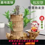 【台灣公司 可開發票】巴旦木帶芽孢巴西木幸運木開花格魯特室內水培帶托盤好養綠植盆栽