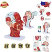 Detailed Neurovascular and Musculature Head Model for Medical Biology Learners