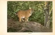 1926 Vintage ANIMALS "BOBCAT" GORGEOUS Full COLOR Art Plate Lithograph print