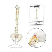 34" Life Size Spine Model with Nerves, Vertebrae, Arteries, Lumbar Column,